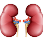 kidneys can be why you get high blood pressure